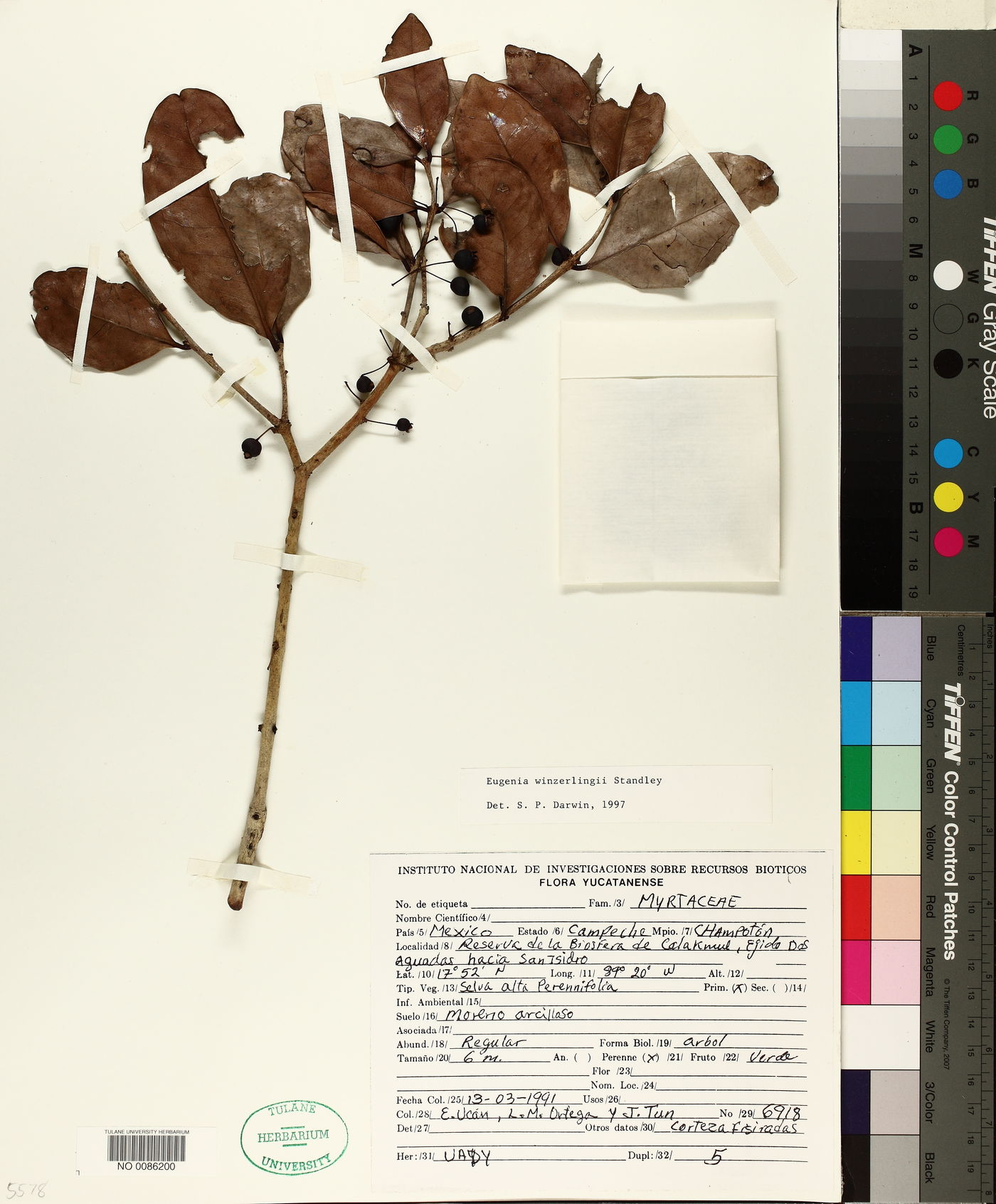 Eugenia winzerlingii image