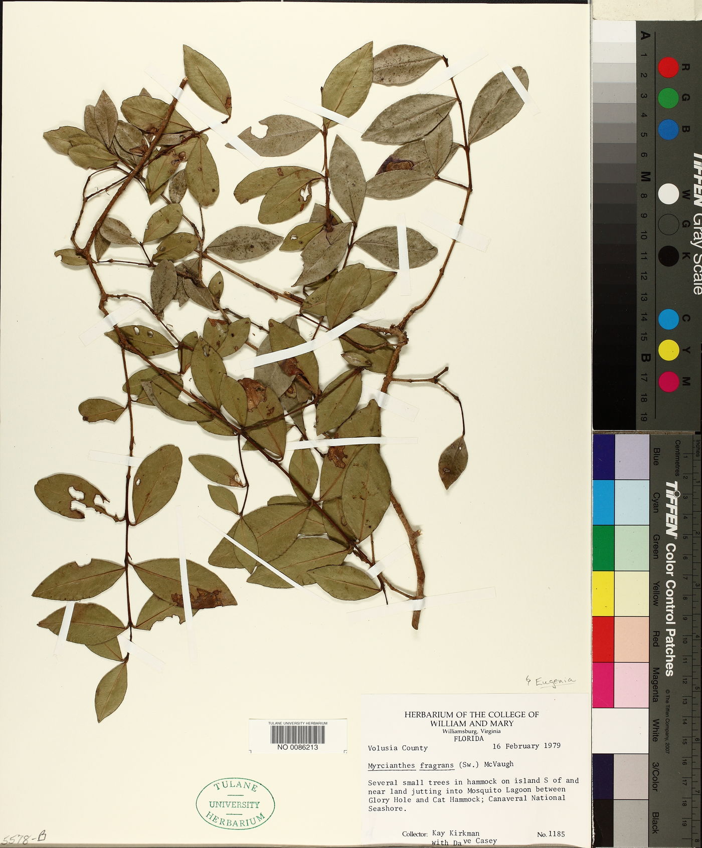 Myrcianthes fragrans image