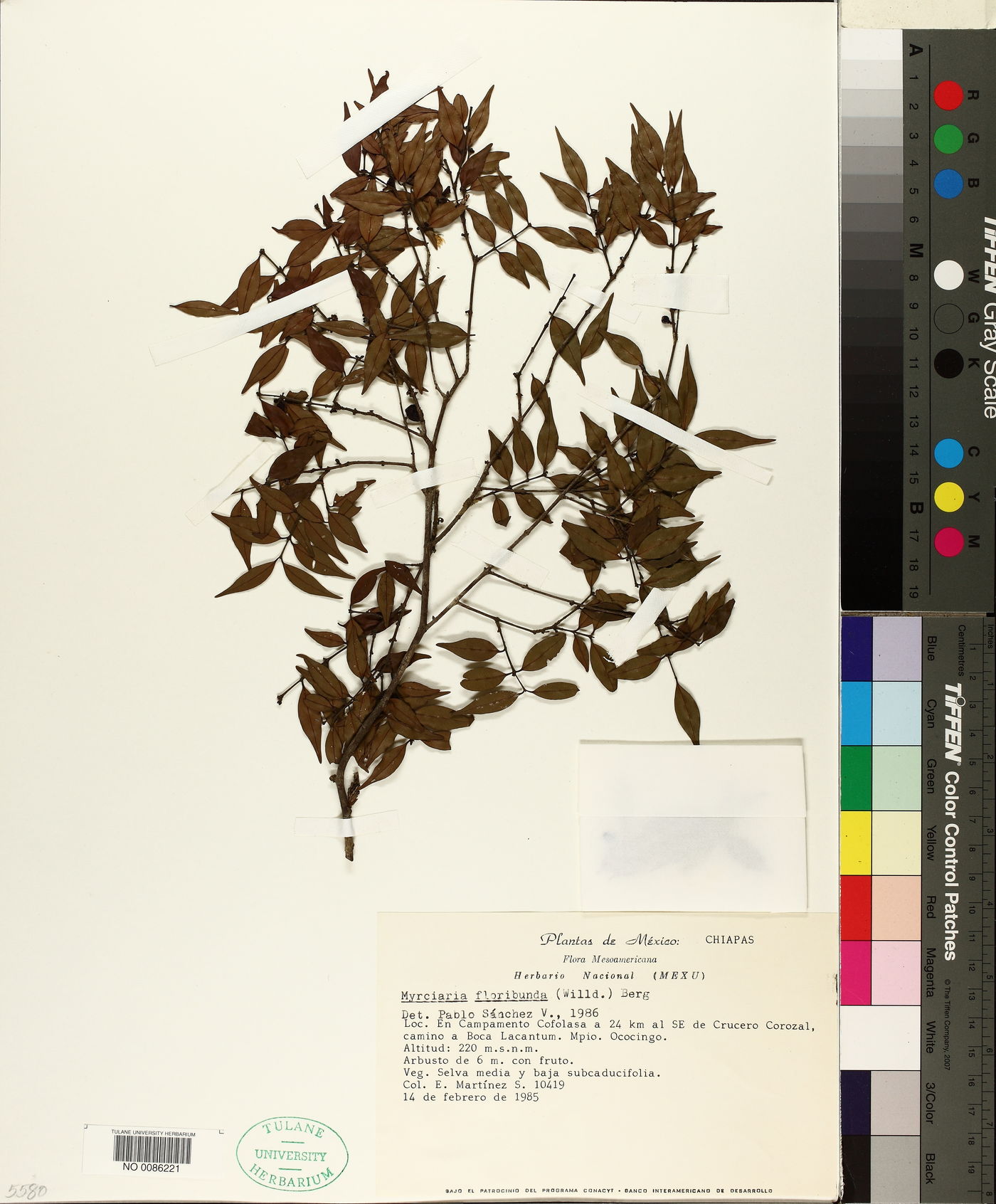 Myrciaria floribunda image