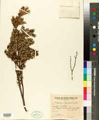 Tepualia stipularis image