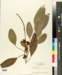 Eucalyptus baueriana image