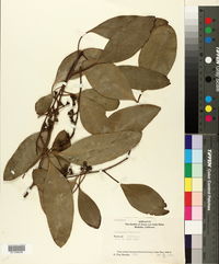 Eucalyptus baueriana image
