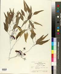 Eucalyptus caesia image