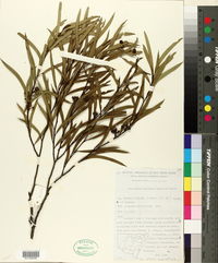 Image of Eucalyptus apiculata