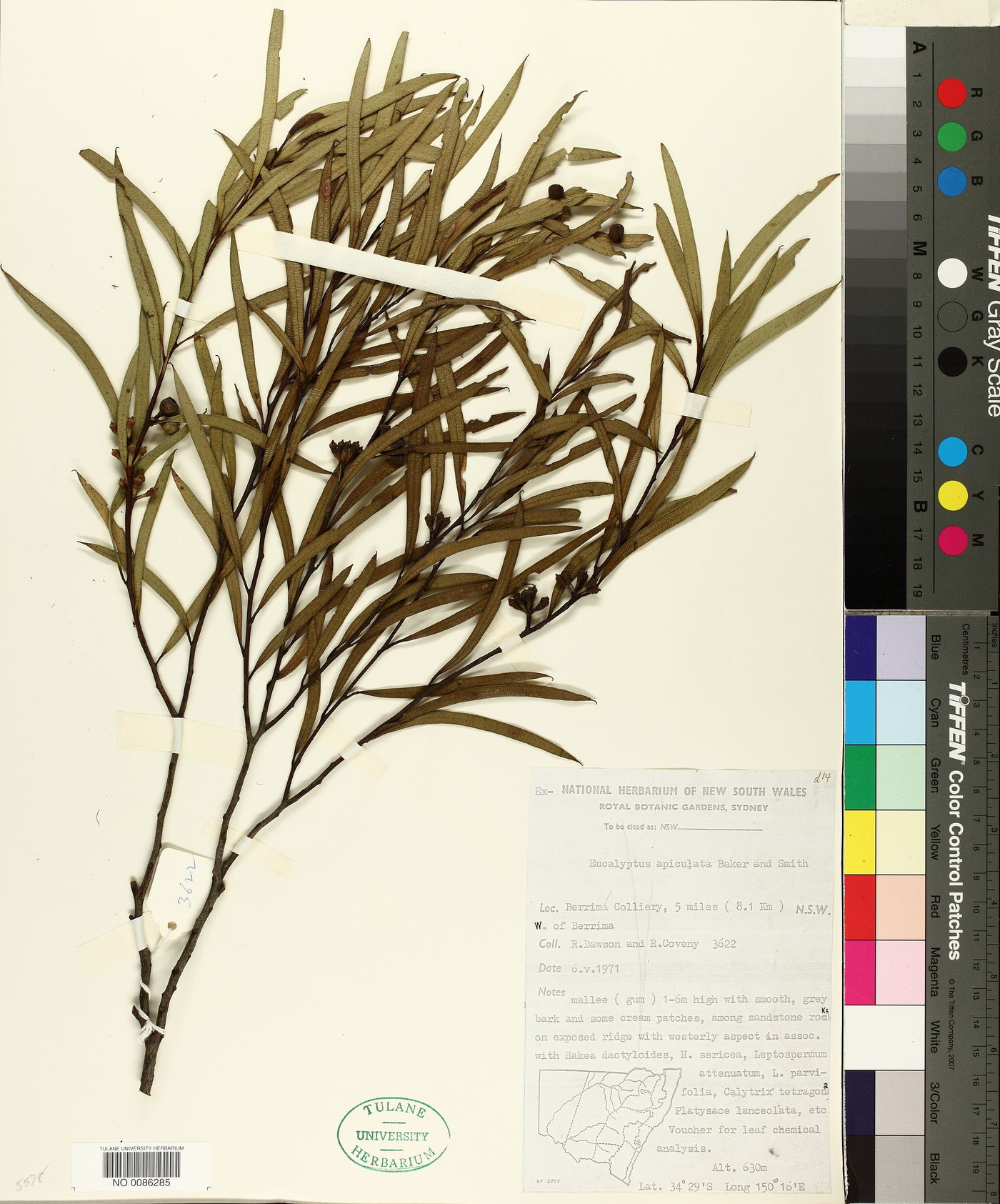 Eucalyptus apiculata image