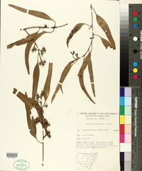 Image of Eucalyptus bosistoana