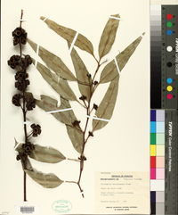 Image of Eucalyptus decaisneana