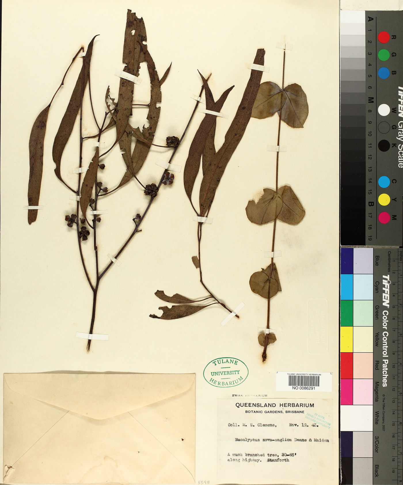 Eucalyptus nova-anglica image