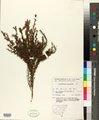 Leptospermum juniperinum image