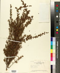 Image of Kunzea ericifolia