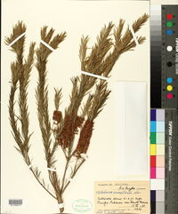 Melaleuca armillaris image