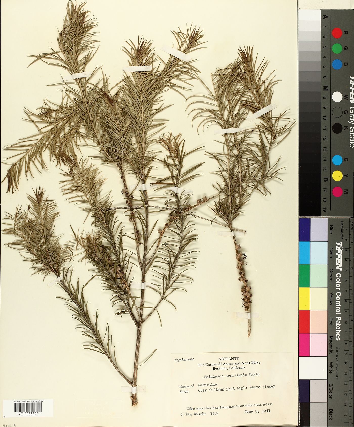 Melaleuca armillaris image