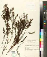 Image of Melaleuca acuminata