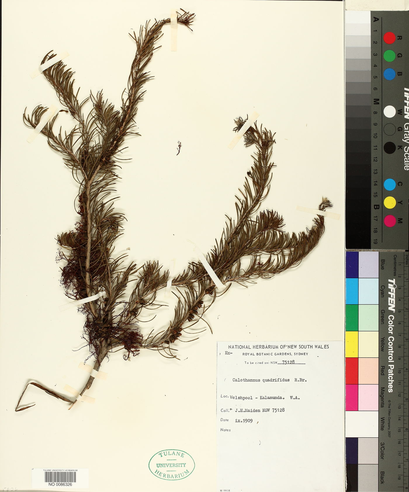 Calothamnus quadrifidus image