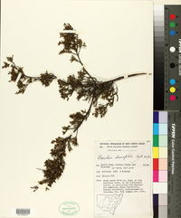Image of Baeckea brevifolia