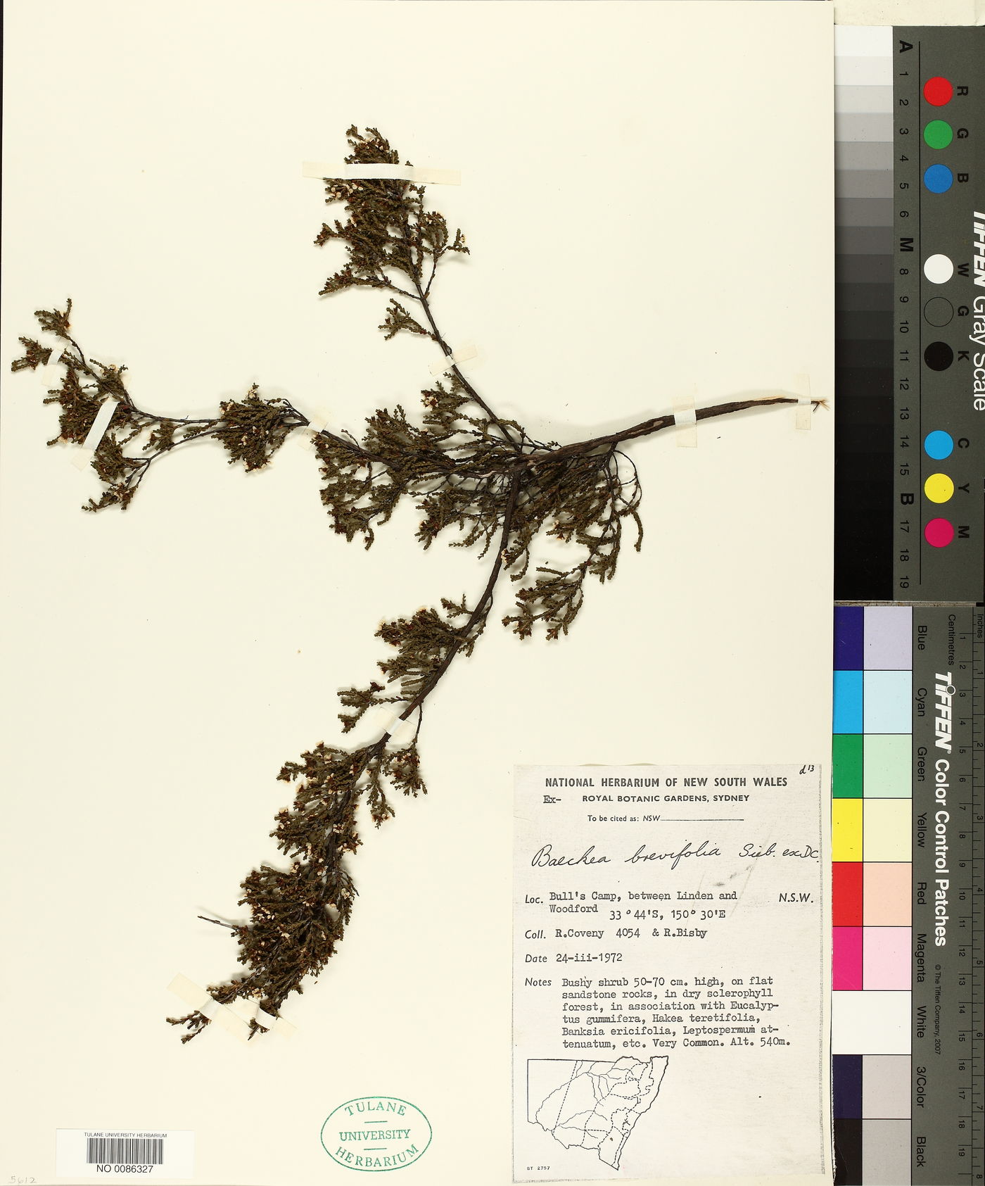 Baeckea brevifolia image