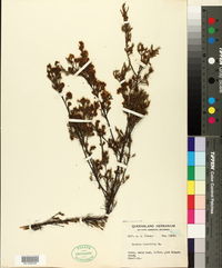 Harmogia densifolia image