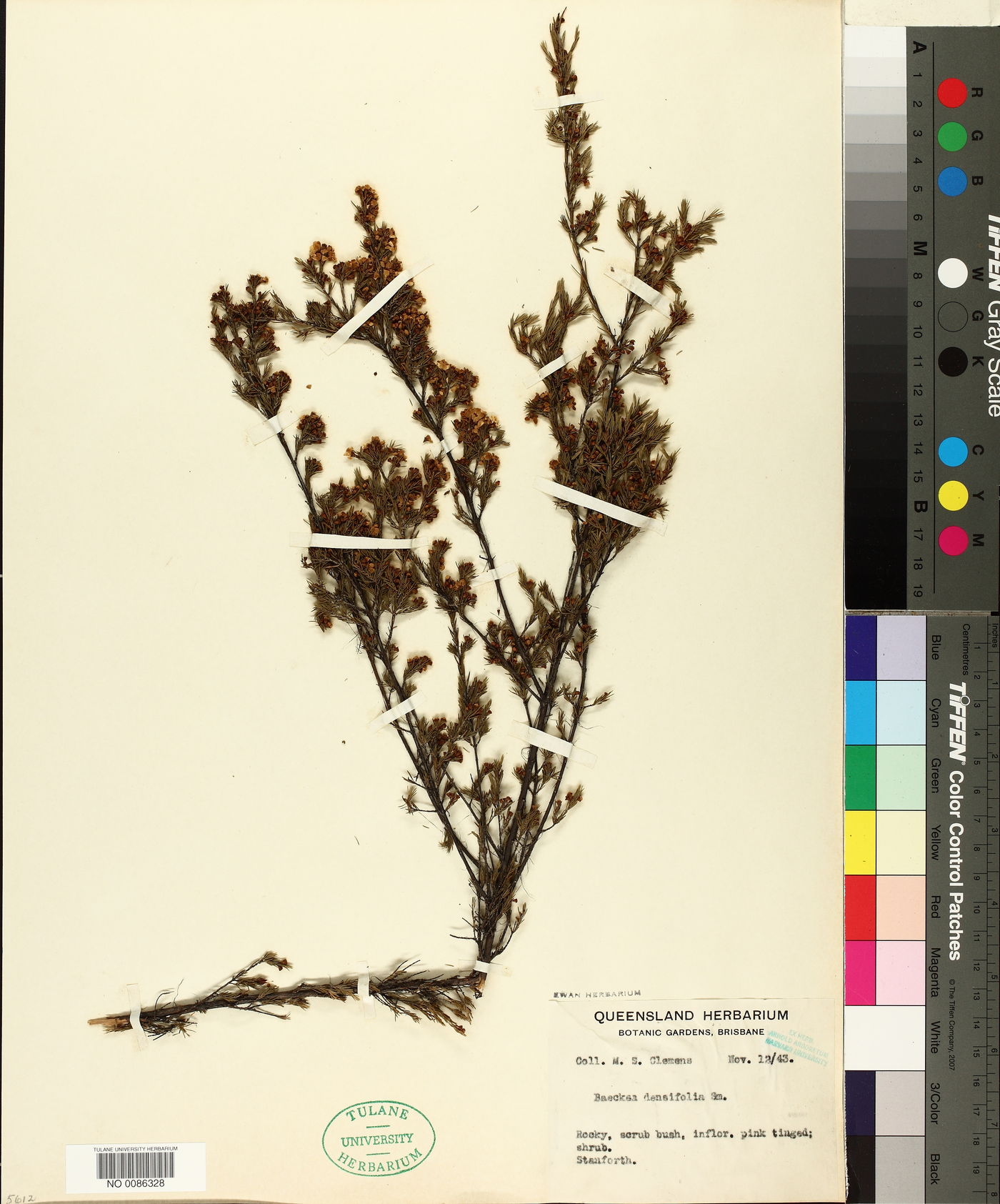 Harmogia image