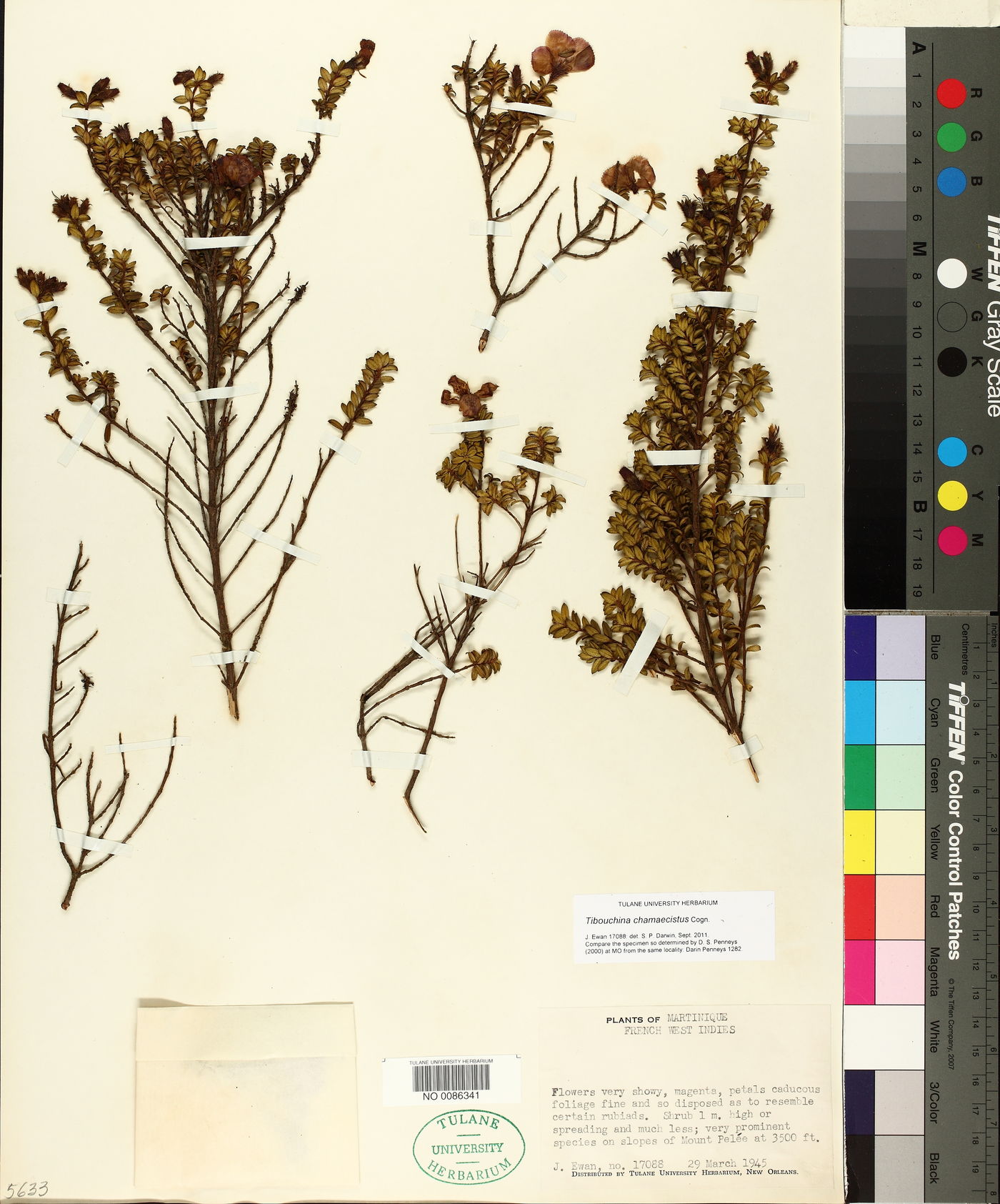Chaetogastra chamaecistus image