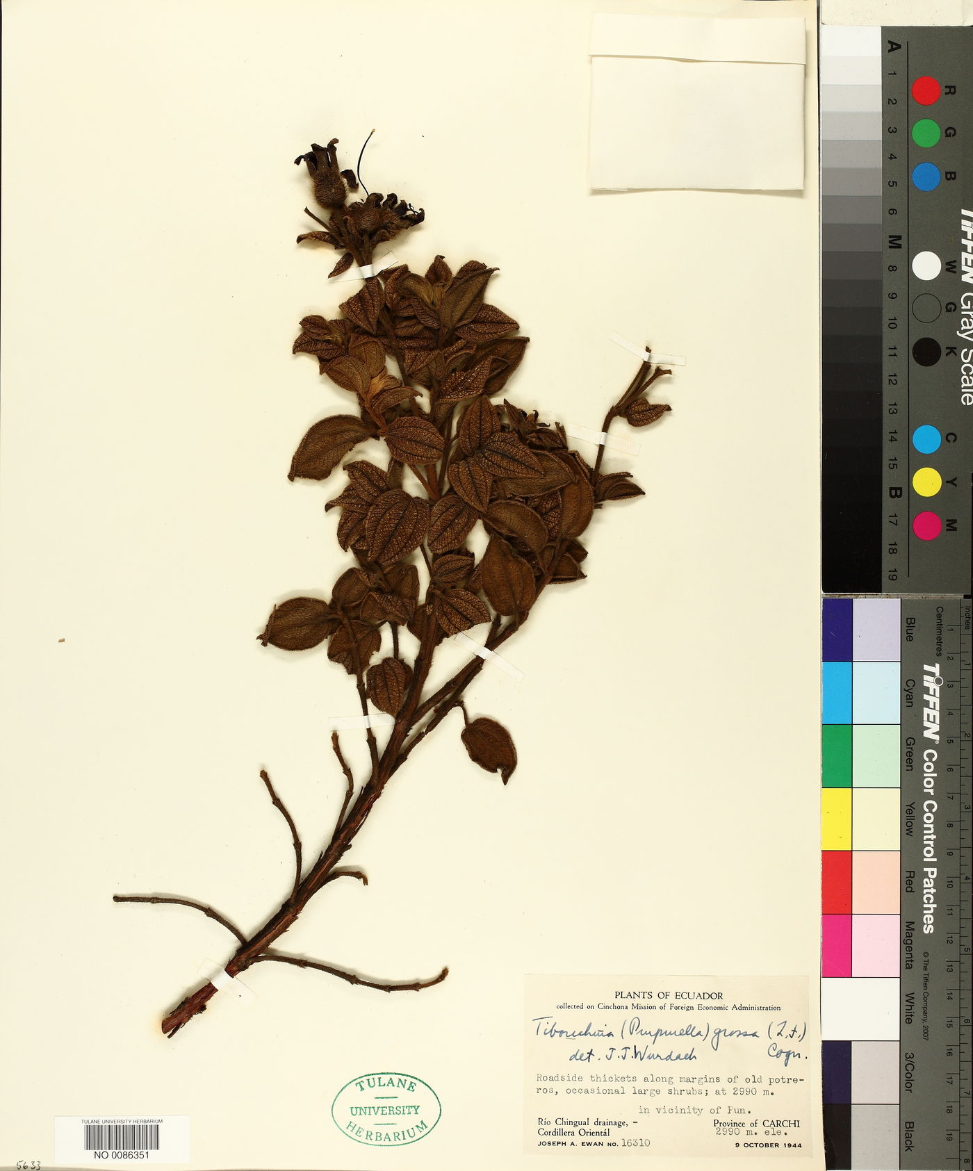 Chaetogastra grossa image