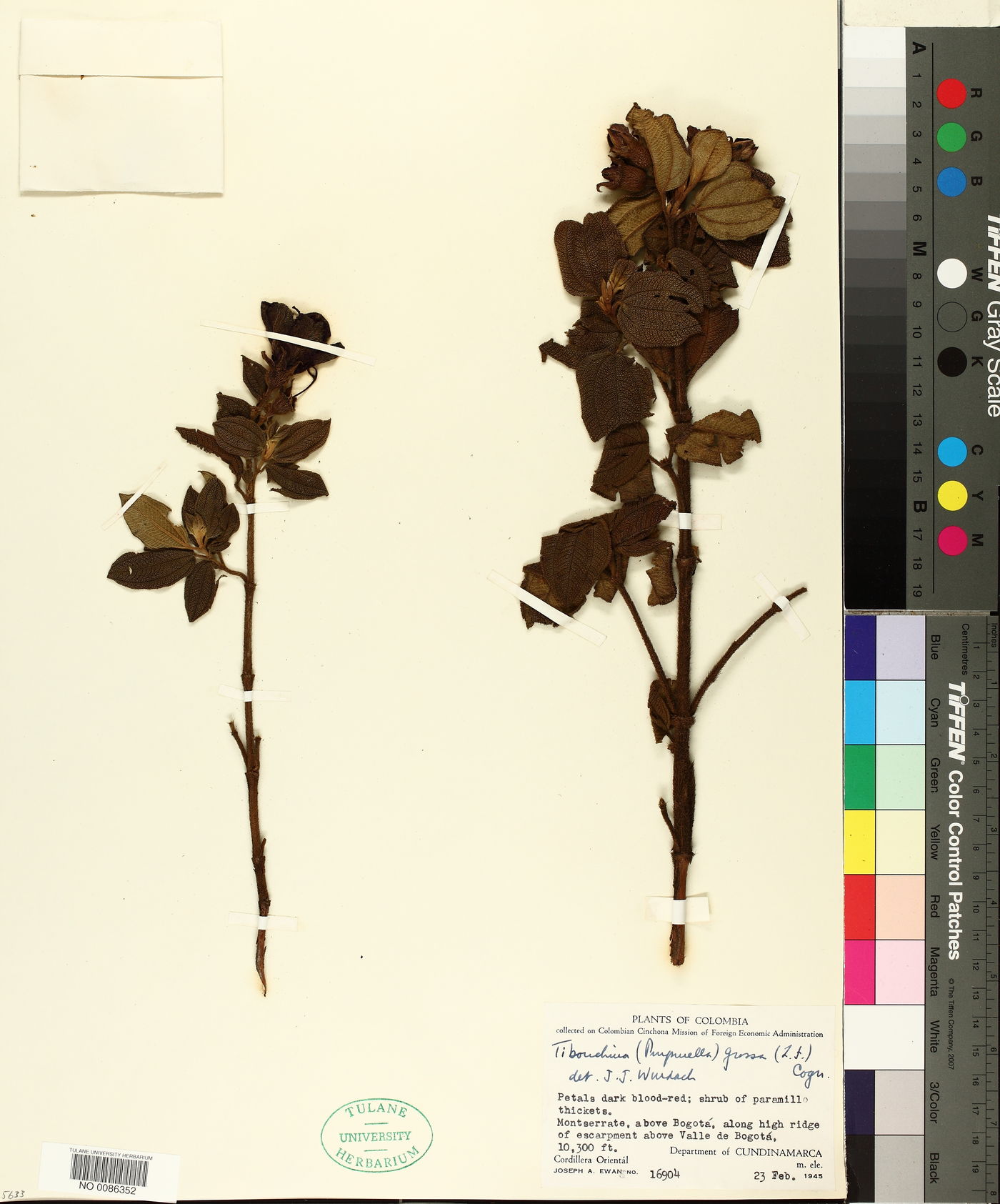 Chaetogastra grossa image