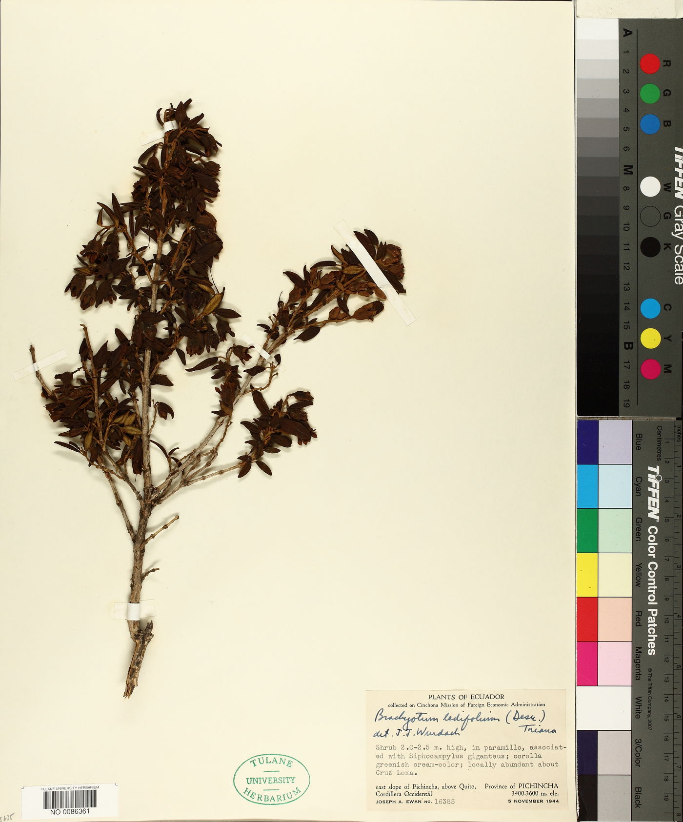 Brachyotum image