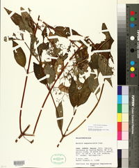 Image of Aciotis acuminifolia
