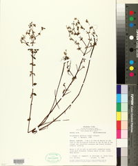 Image of Acisanthera uniflora