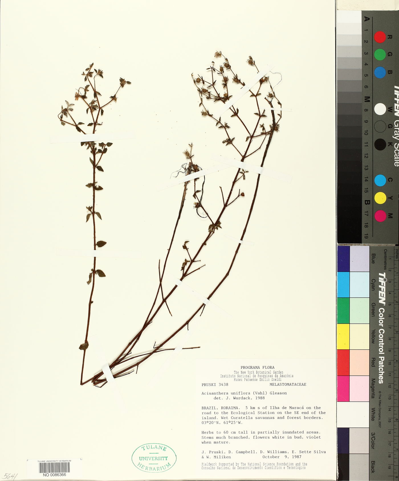 Acisanthera uniflora image