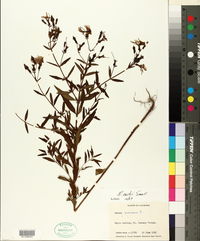 Rhexia nashii image