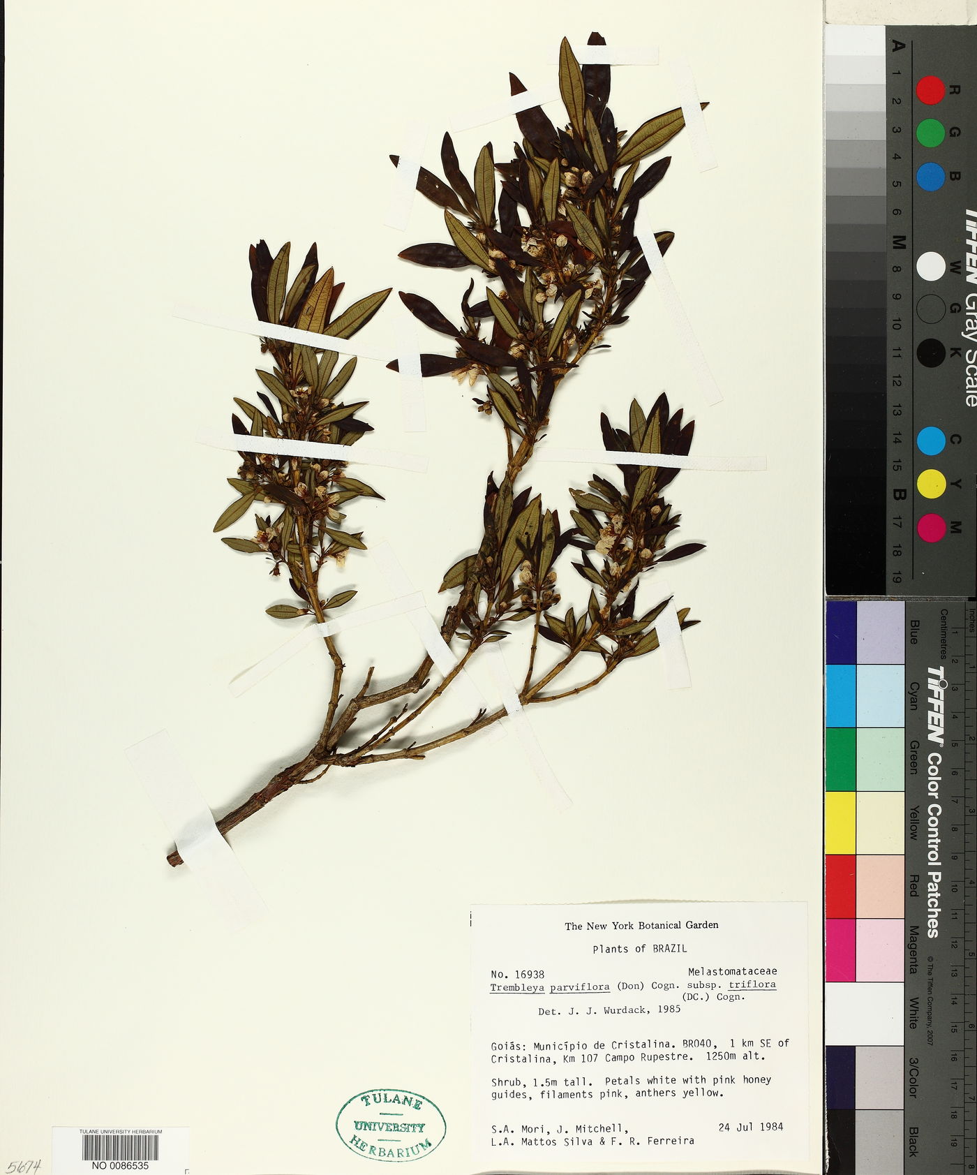 Trembleya parviflora subsp. triflora image