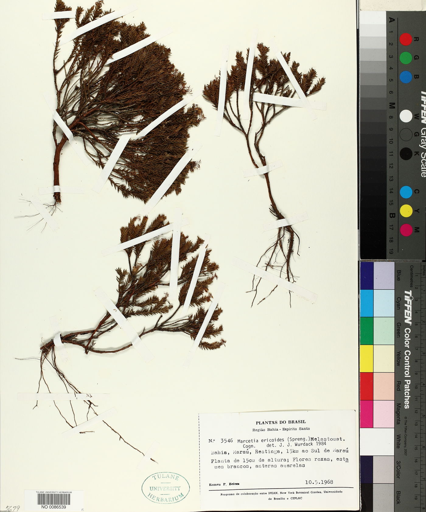 Marcetia ericoides image