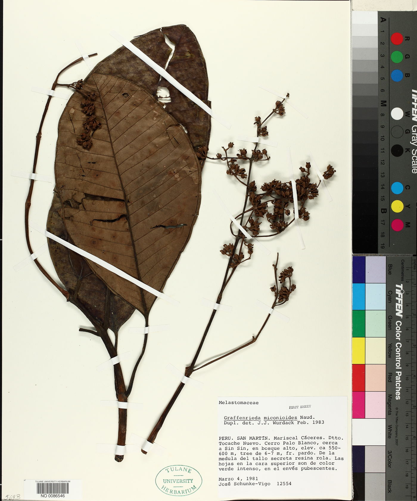 Graffenrieda miconioides image