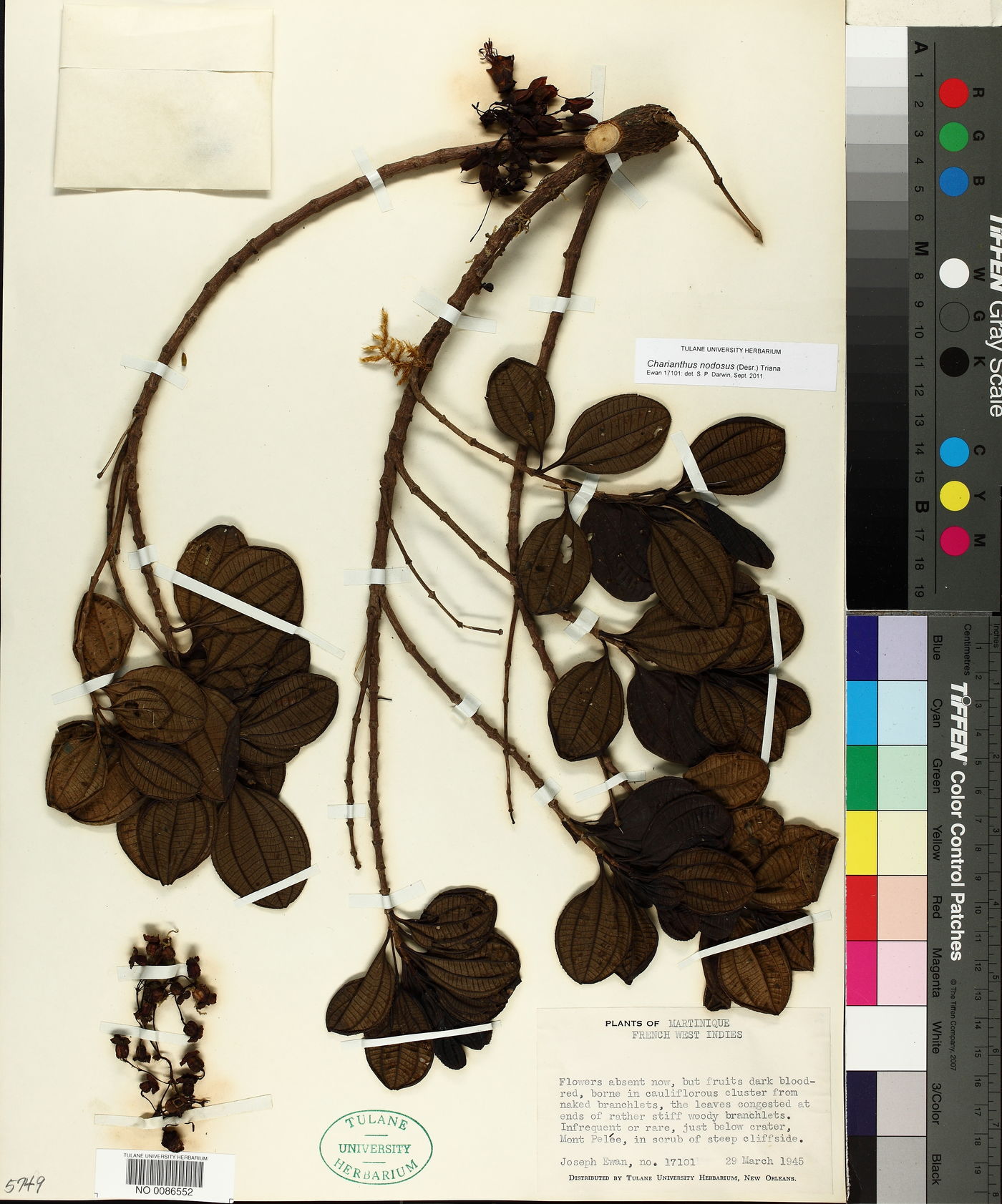 Miconia leblondii image