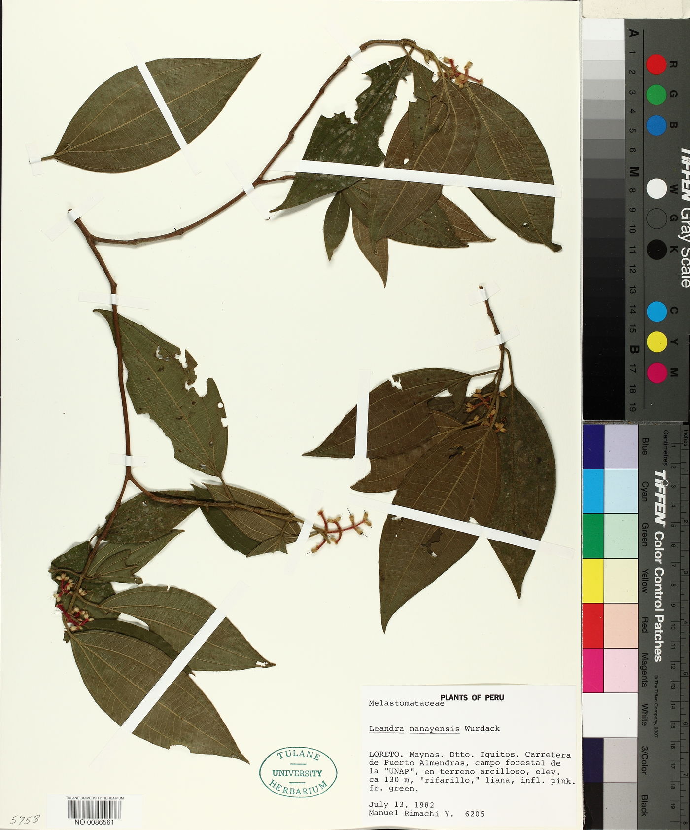 Miconia nanayensis image