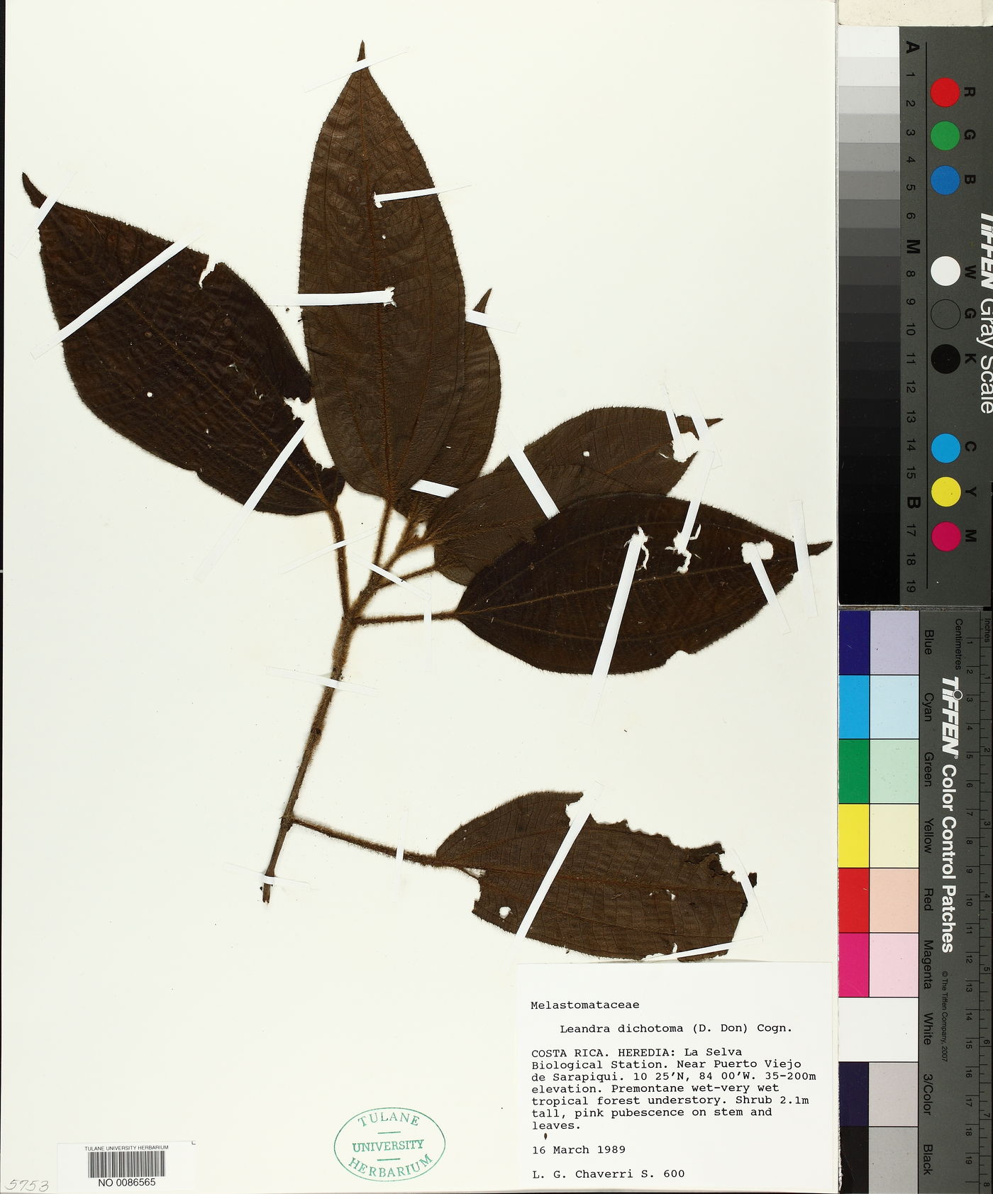 Leandra dichotoma image