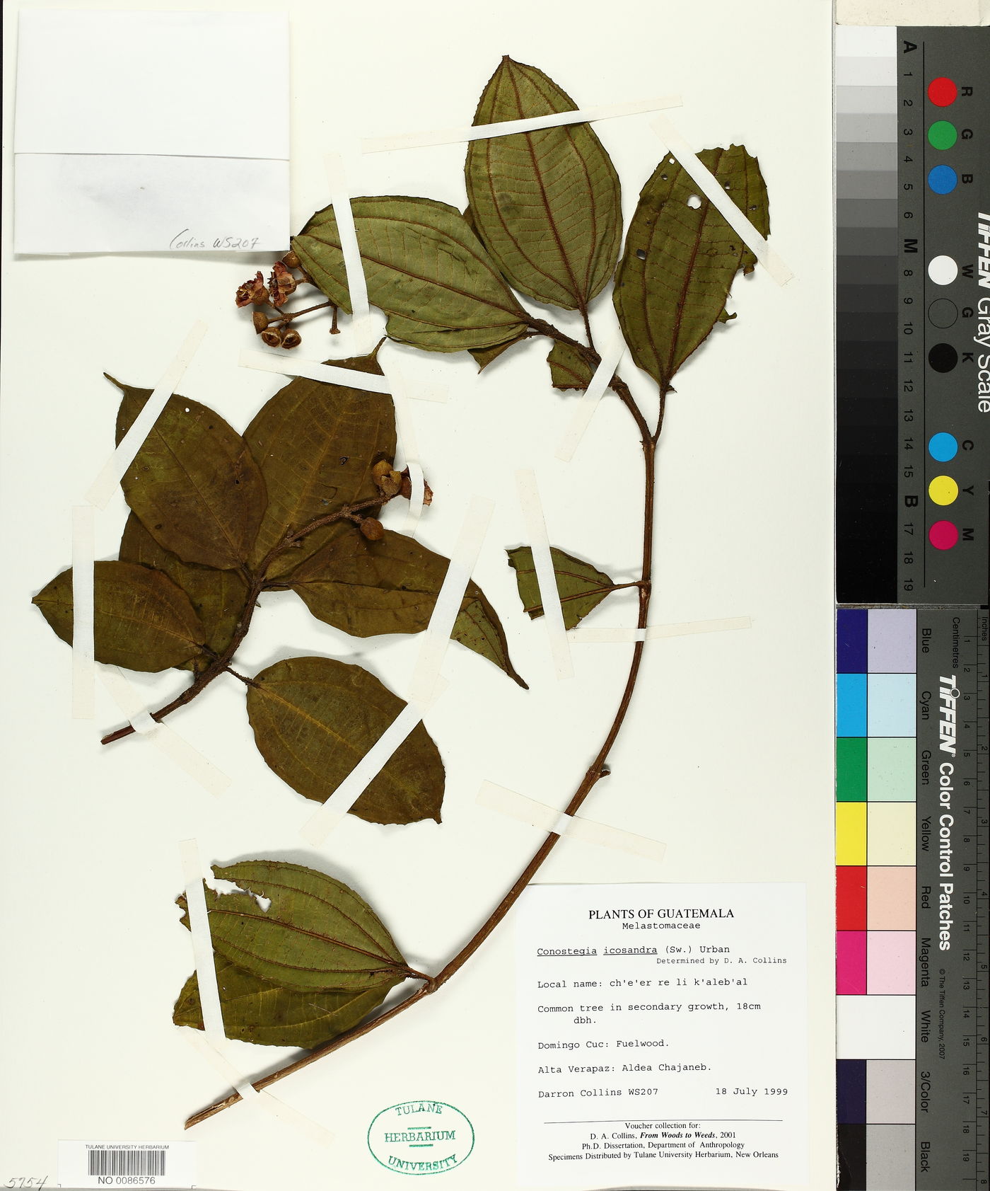 Conostegia icosandra image