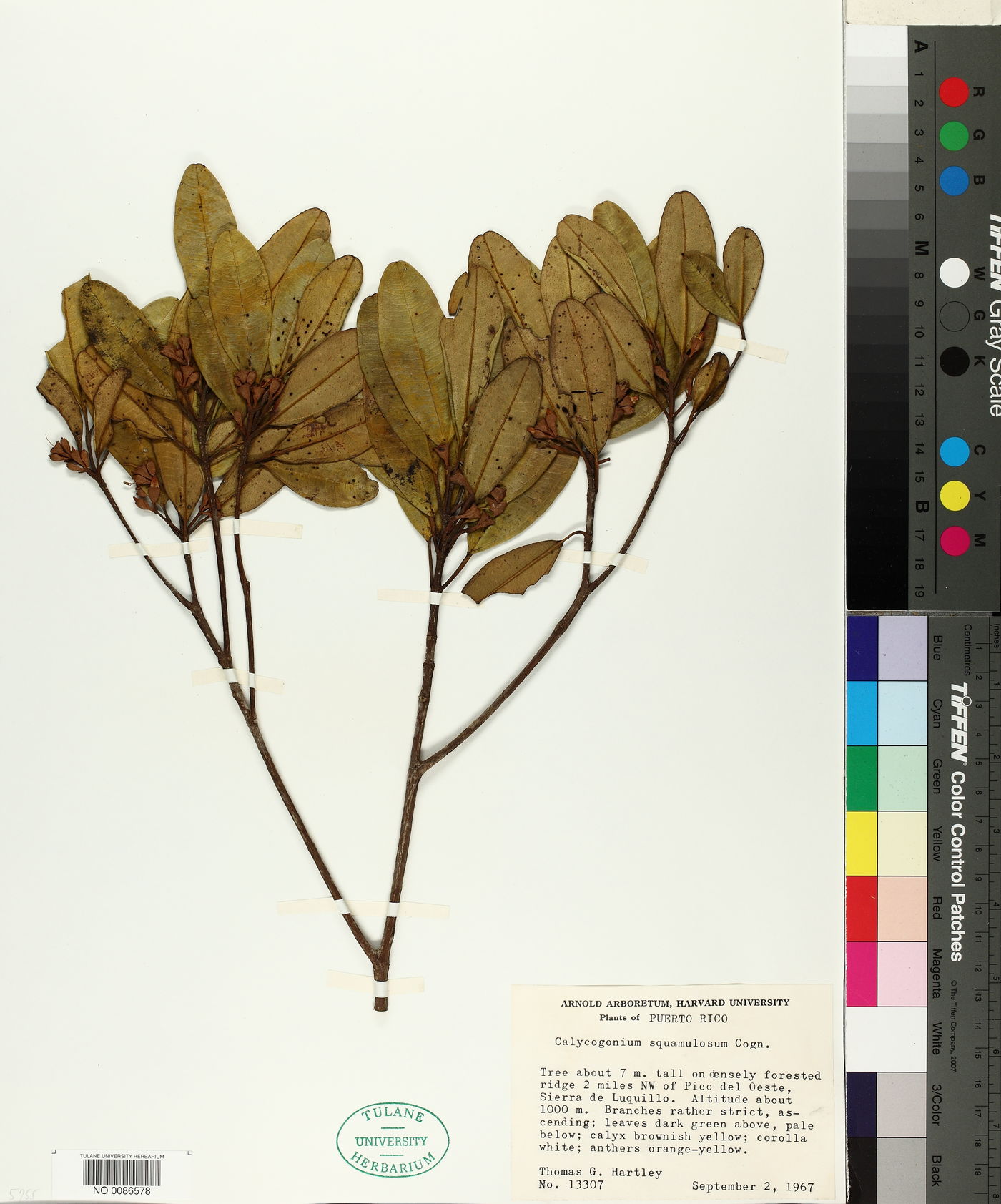 Calycogonium squamulosum image