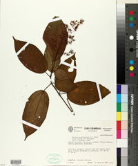 Image of Miconia acinodendron