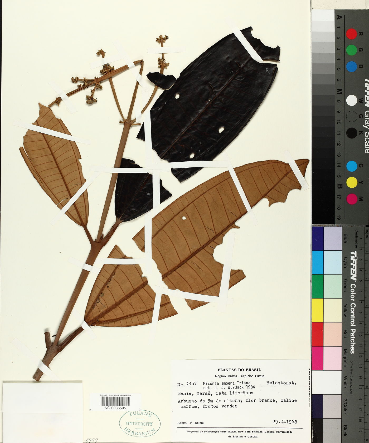 Miconia amoena image