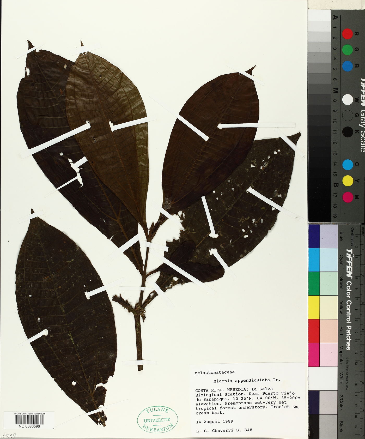 Miconia appendiculata image