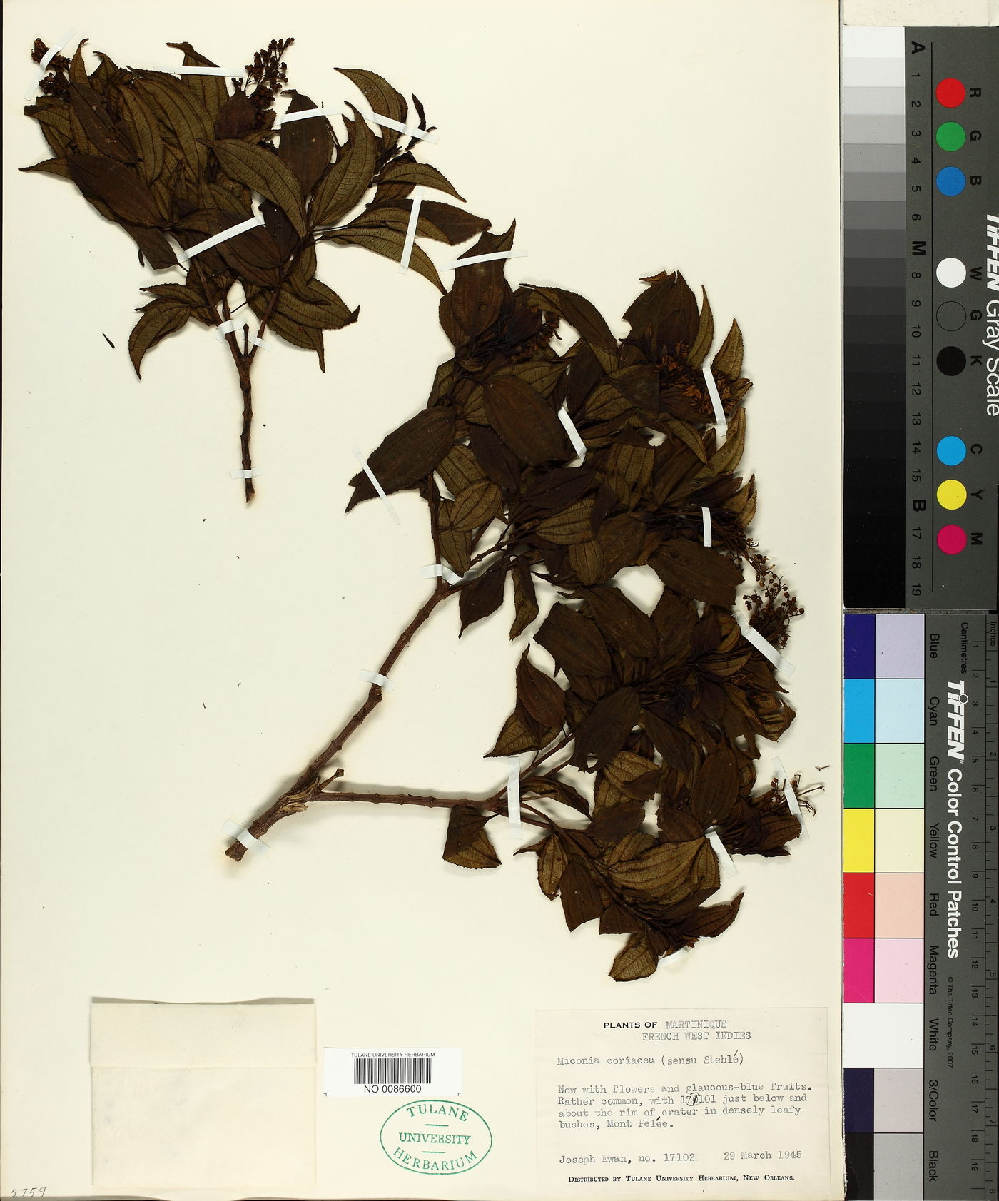 Miconia coriacea image