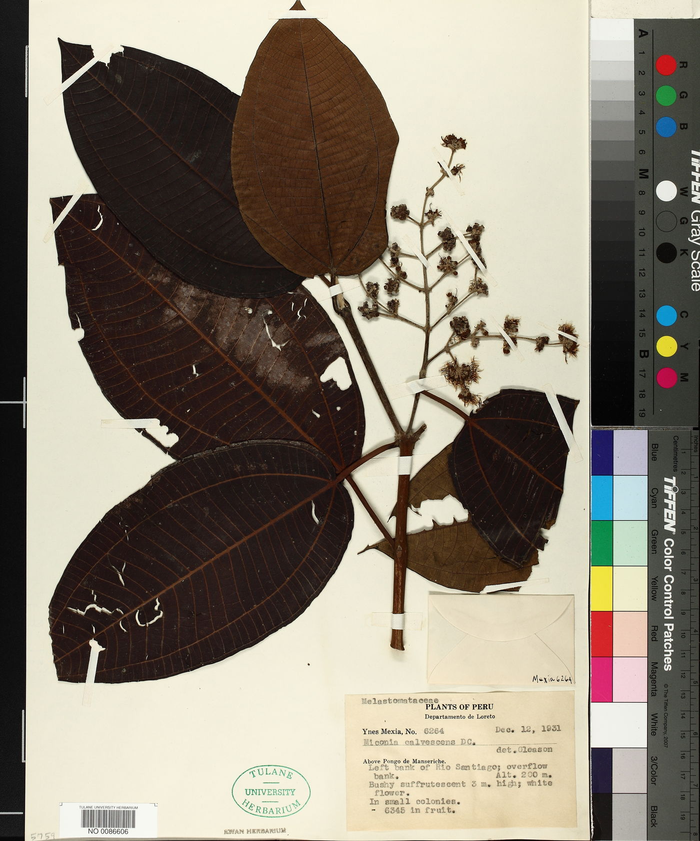 Miconia calvescens image
