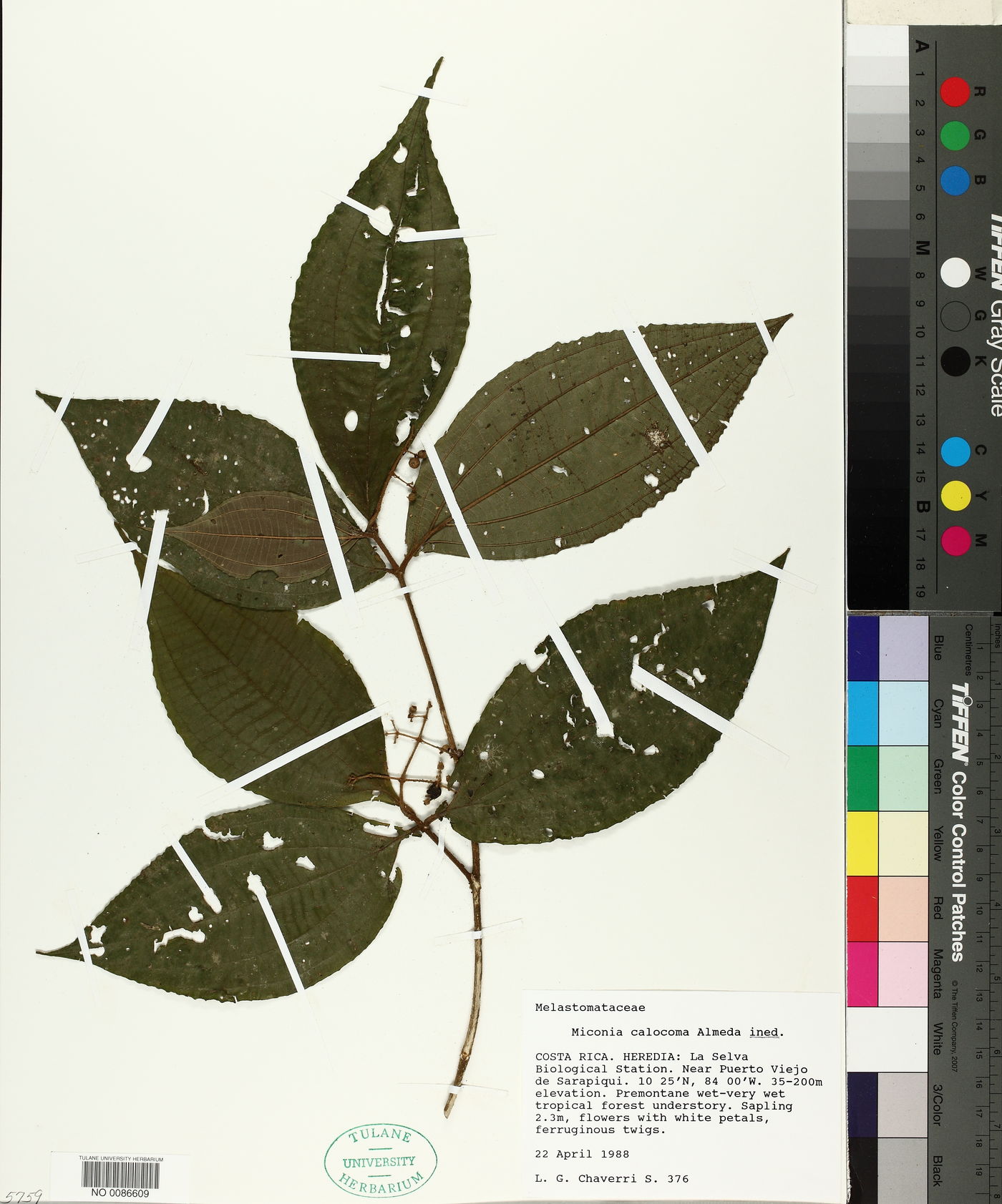 Miconia calocoma image