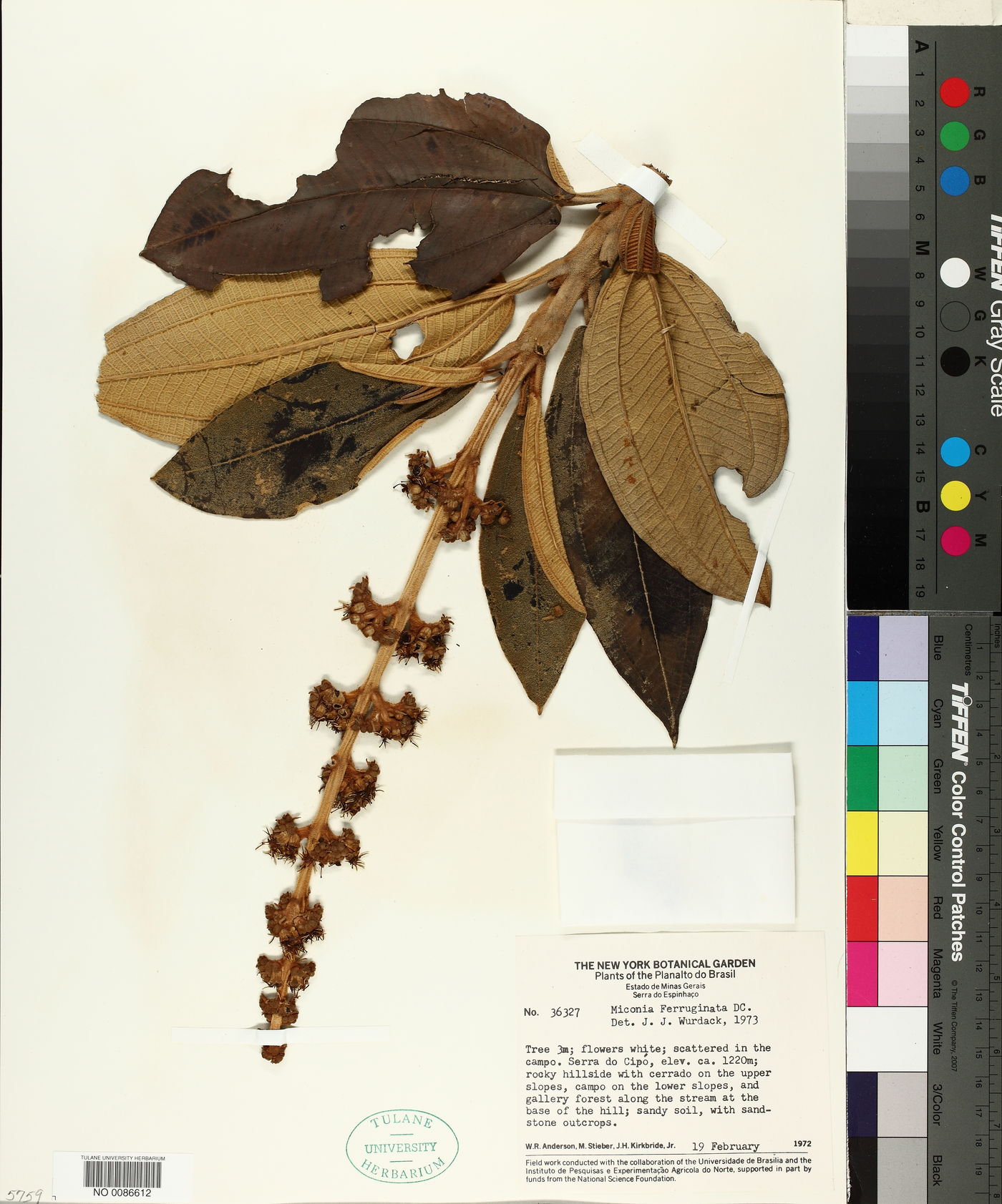 Miconia ferruginata image