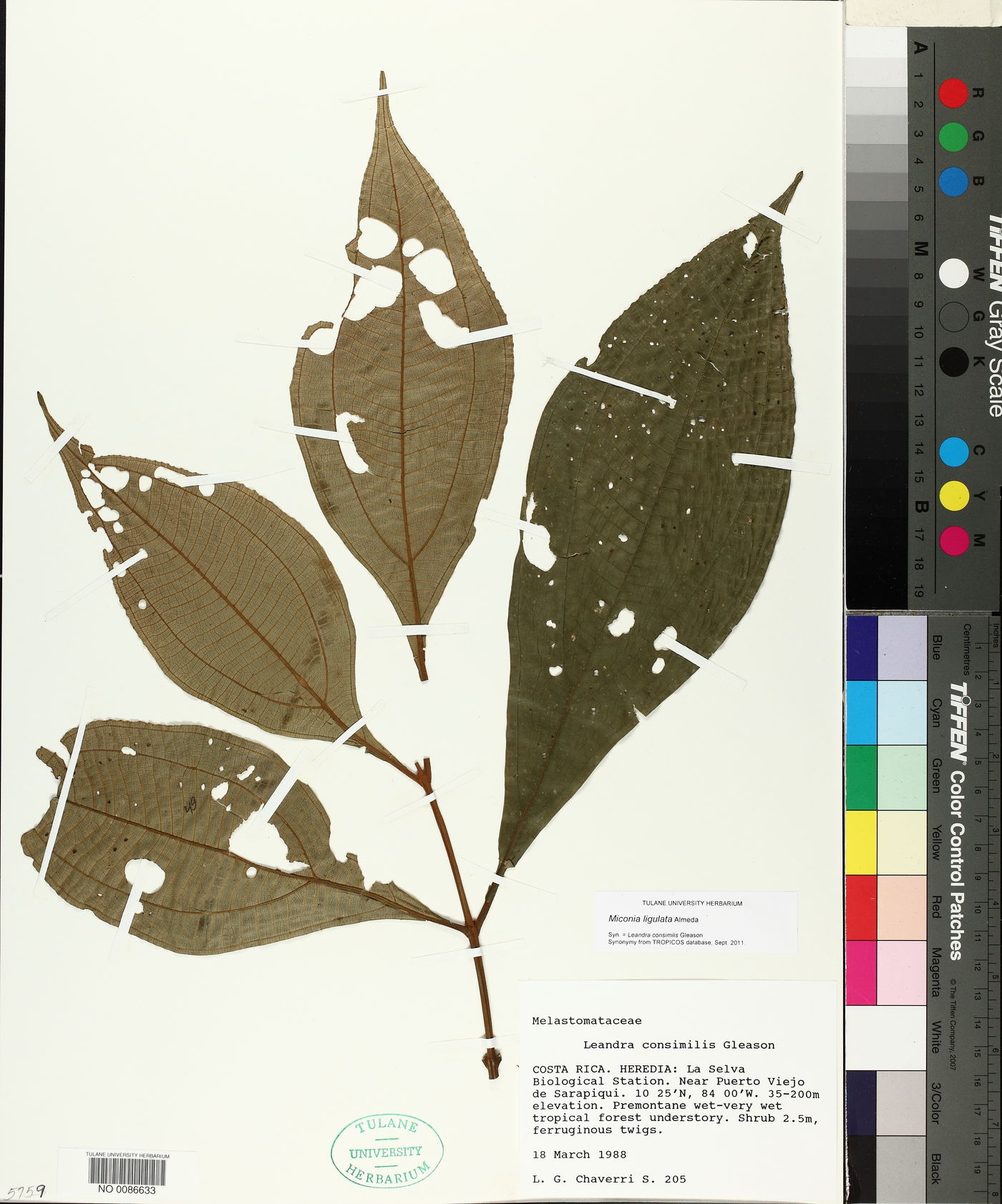 Miconia ligulata image