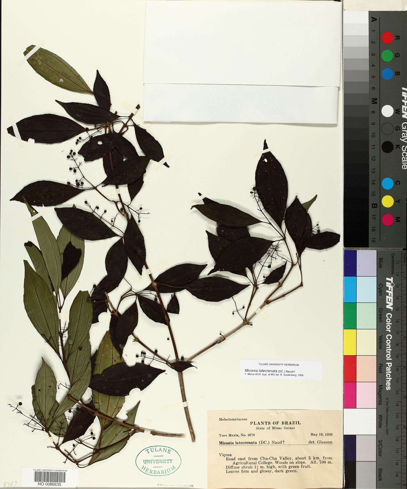 Miconia latecrenata image