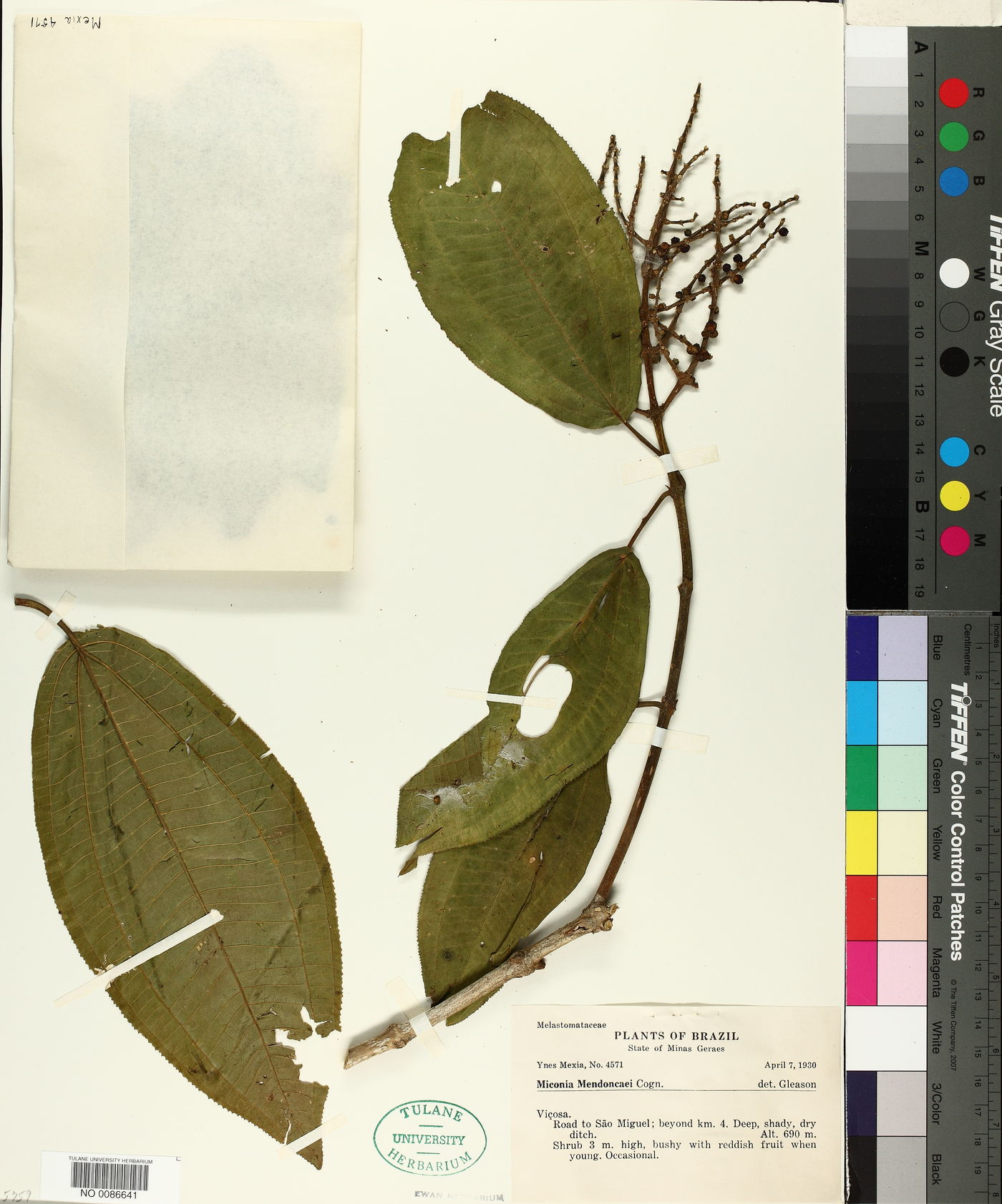 Miconia mendoncaei image