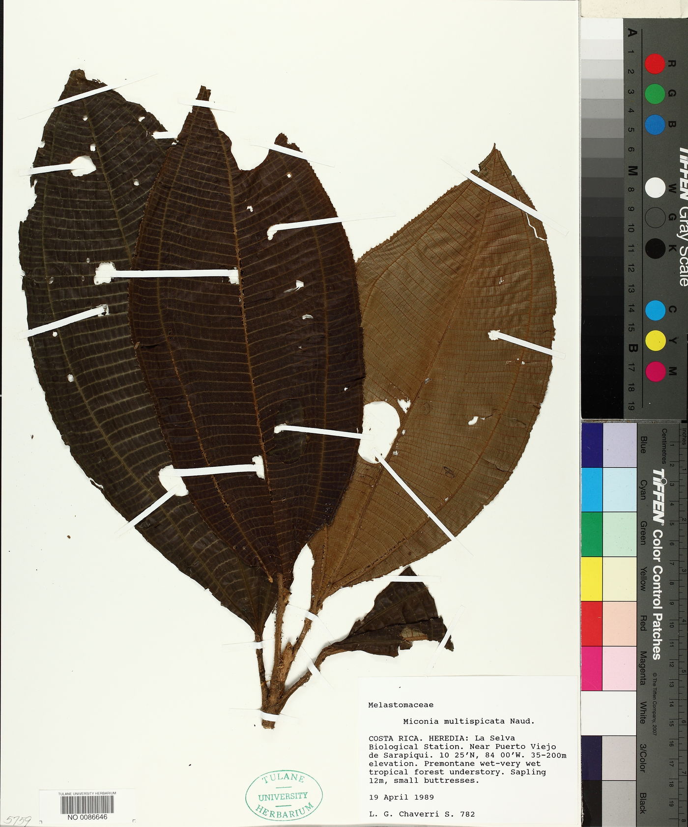 Miconia multispicata image