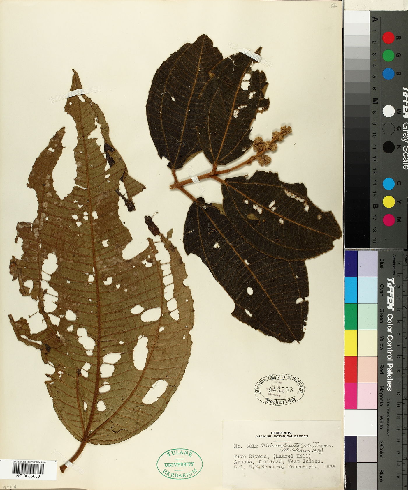 Miconia lanata image